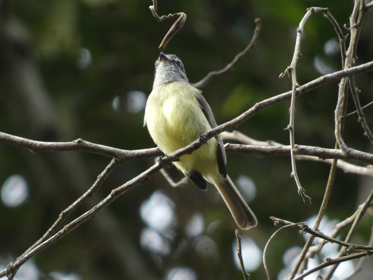 Sooty-headed Tyrannulet - ML546930081