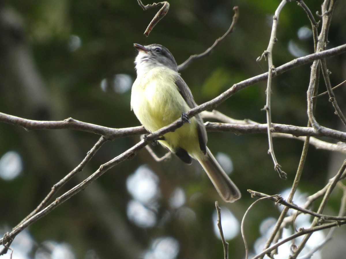 Sooty-headed Tyrannulet - ML546930091