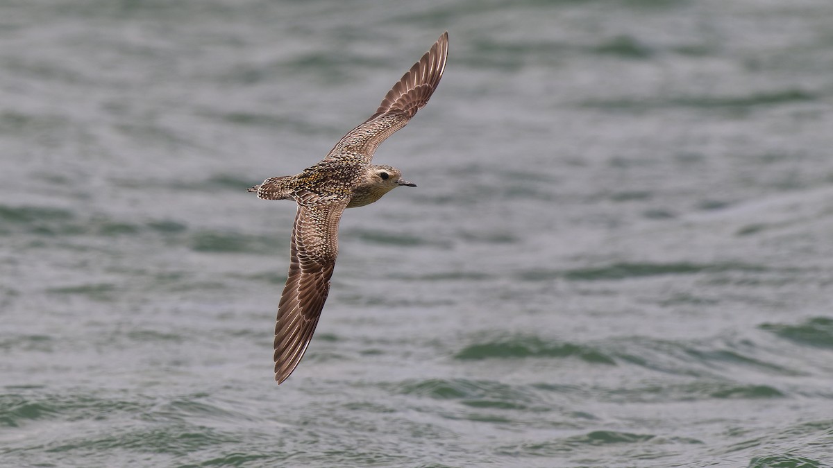 Pacific Golden-Plover - ML546930621