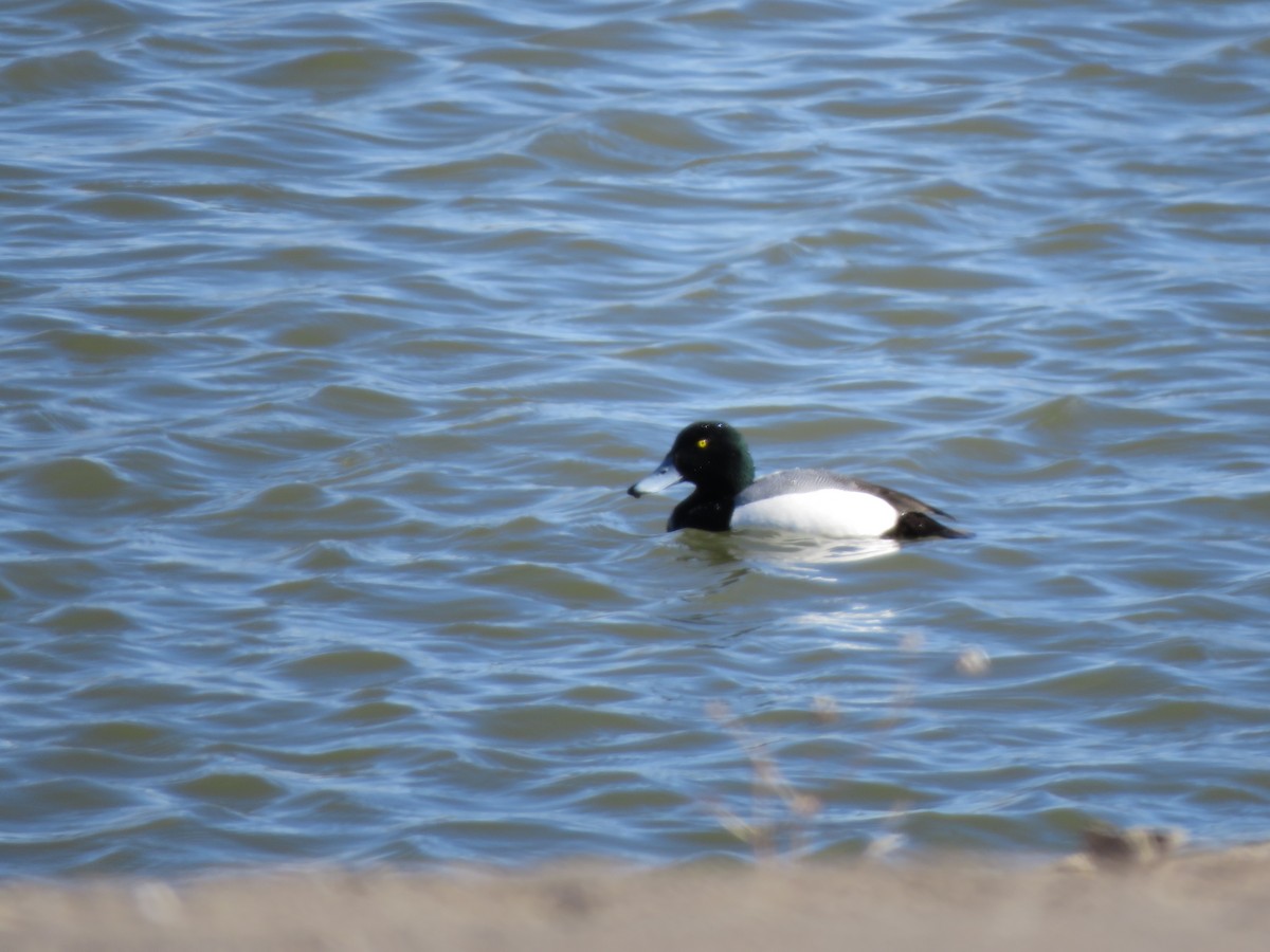 Greater Scaup - ML546930941