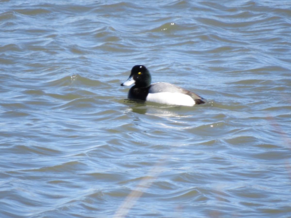 Greater Scaup - ML546931241