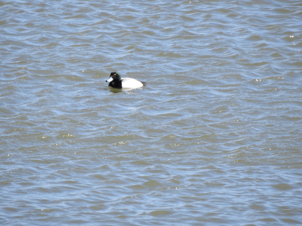 Greater Scaup - ML546931381