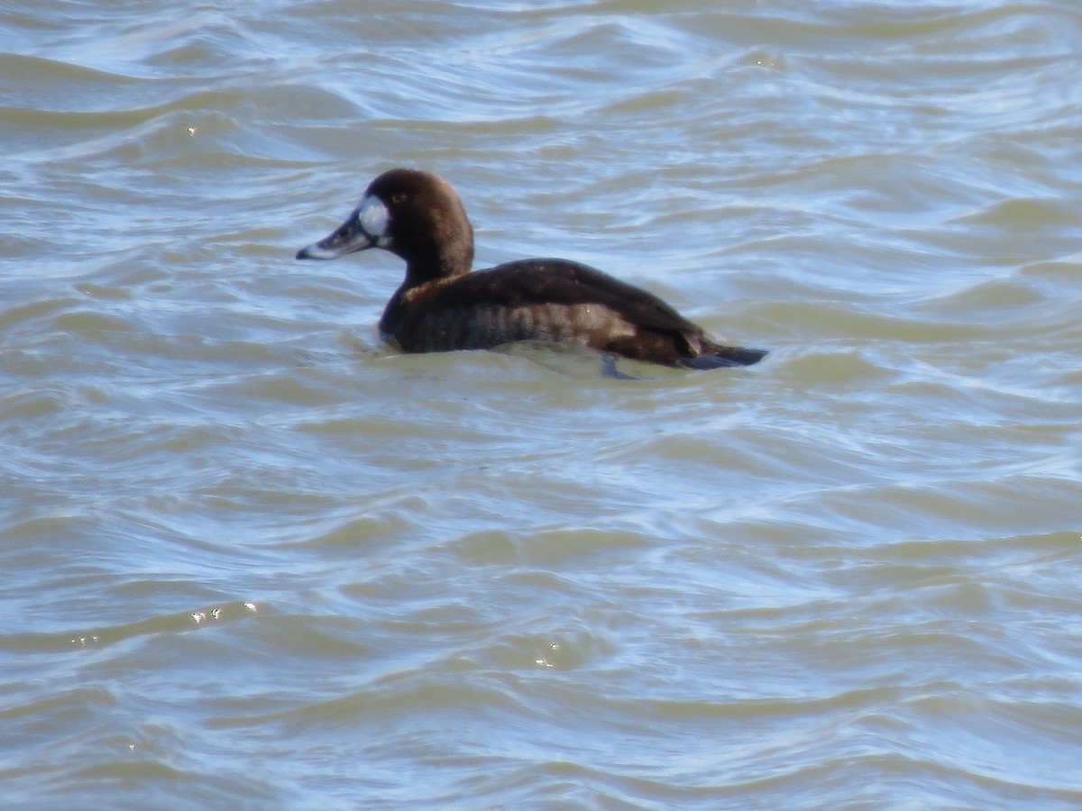 Greater Scaup - Lisa Hoffman