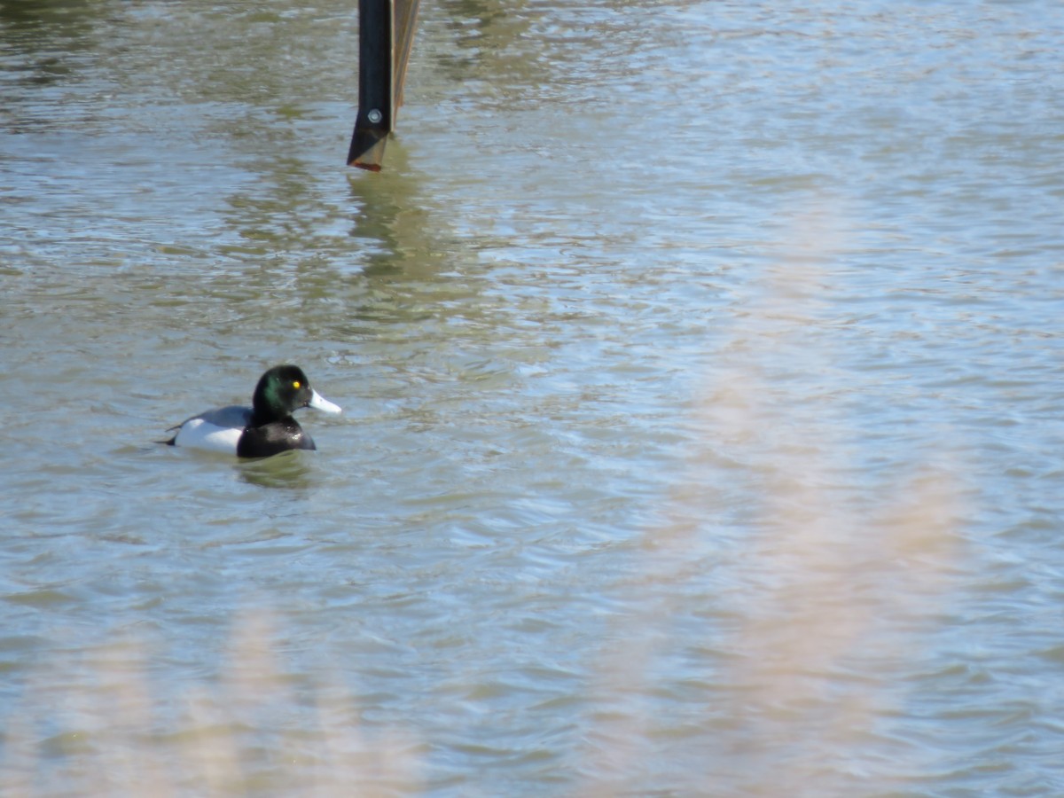 Greater Scaup - ML546932251