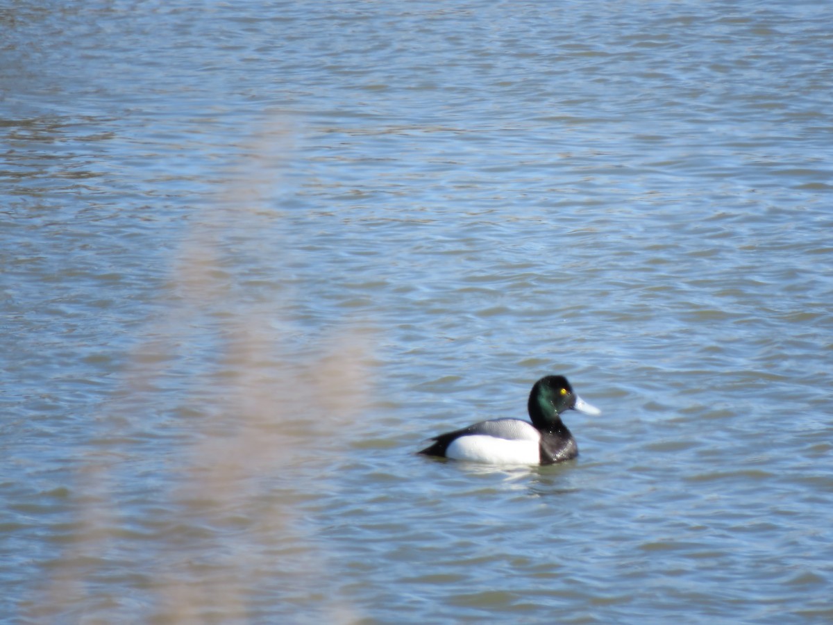 Greater Scaup - ML546932451