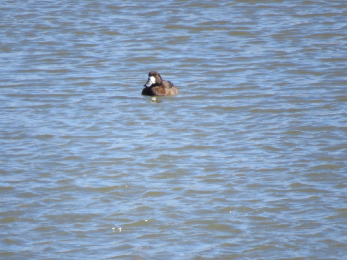 Greater Scaup - ML546932641