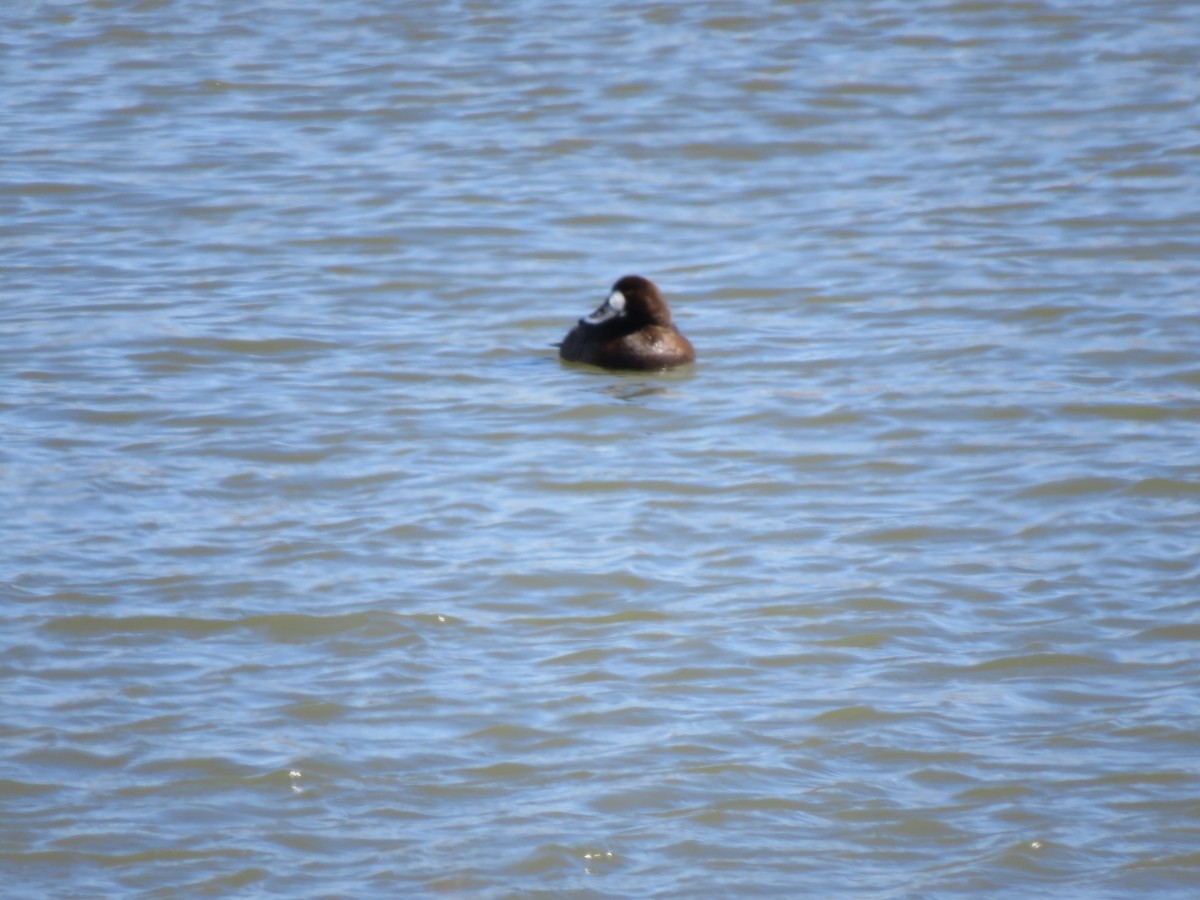 Greater Scaup - ML546932801