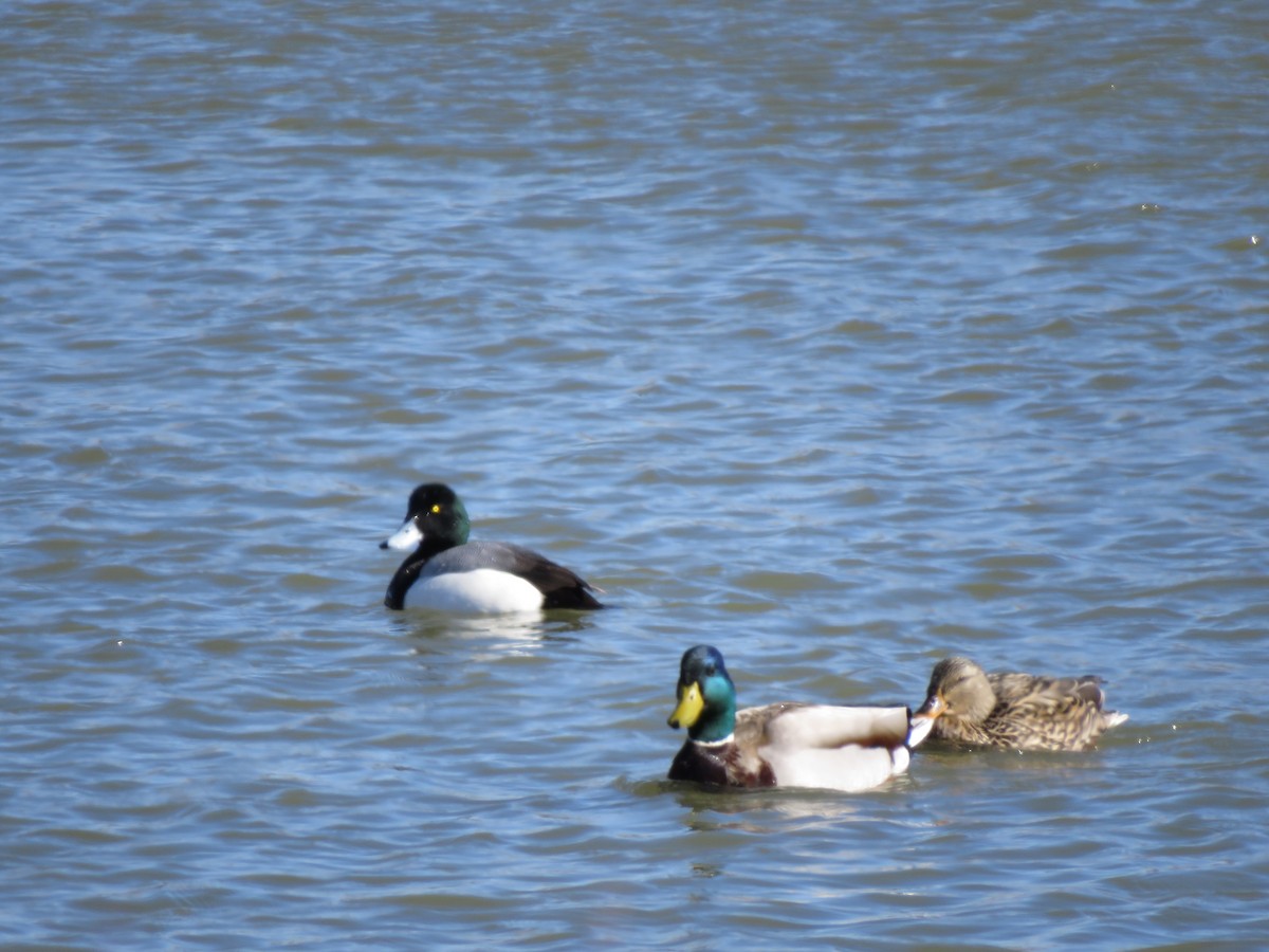 Greater Scaup - ML546933041