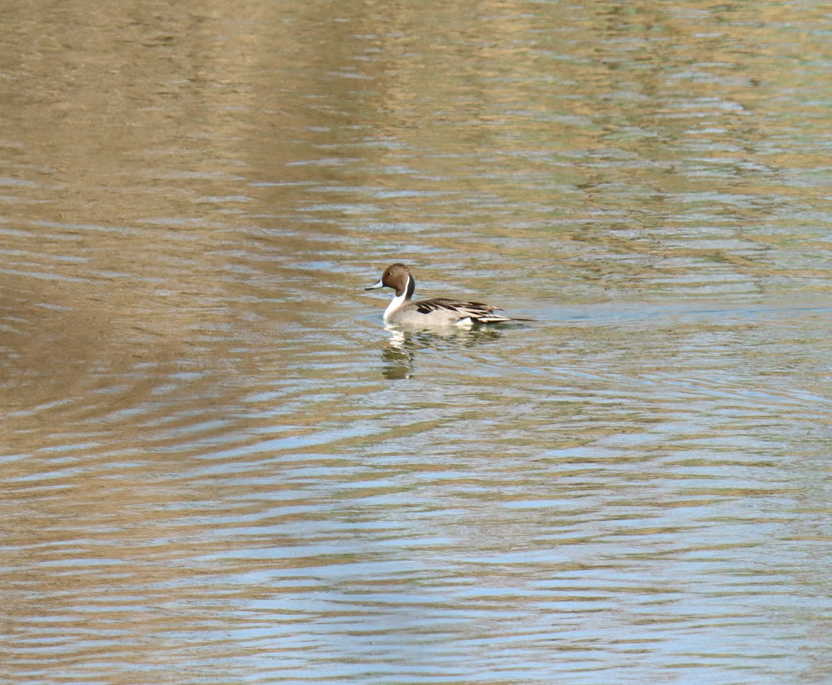 Northern Pintail - ML546933471