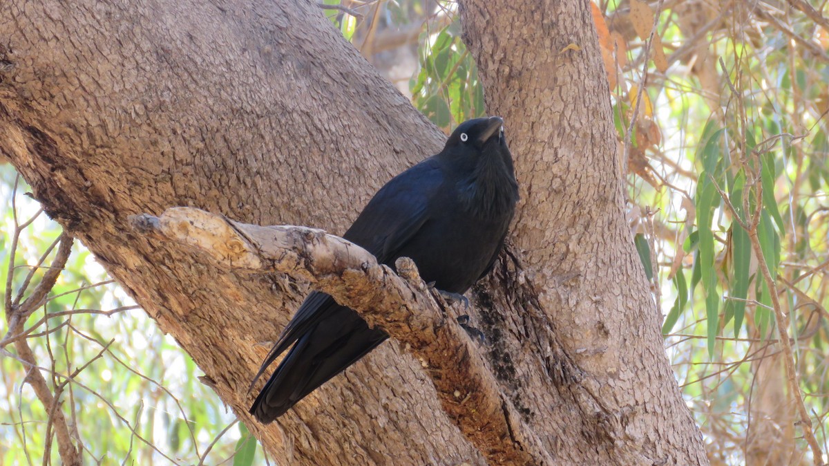 Australian Raven - ML546934131