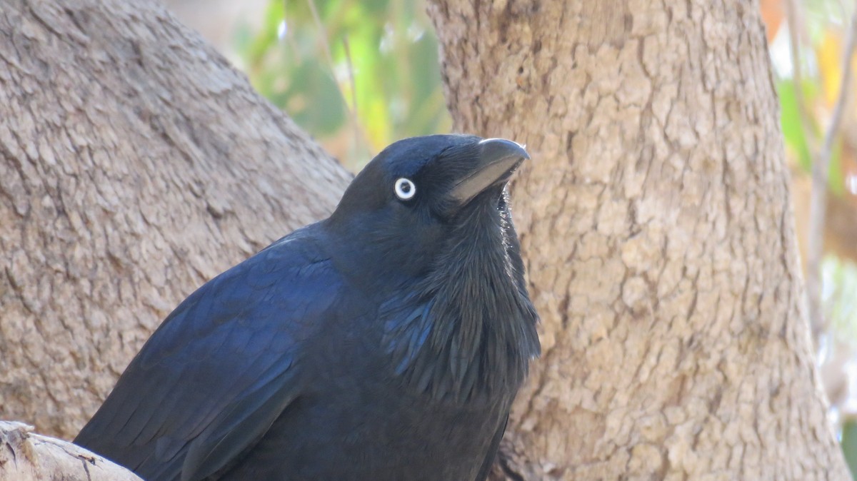 Australian Raven - ML546934151