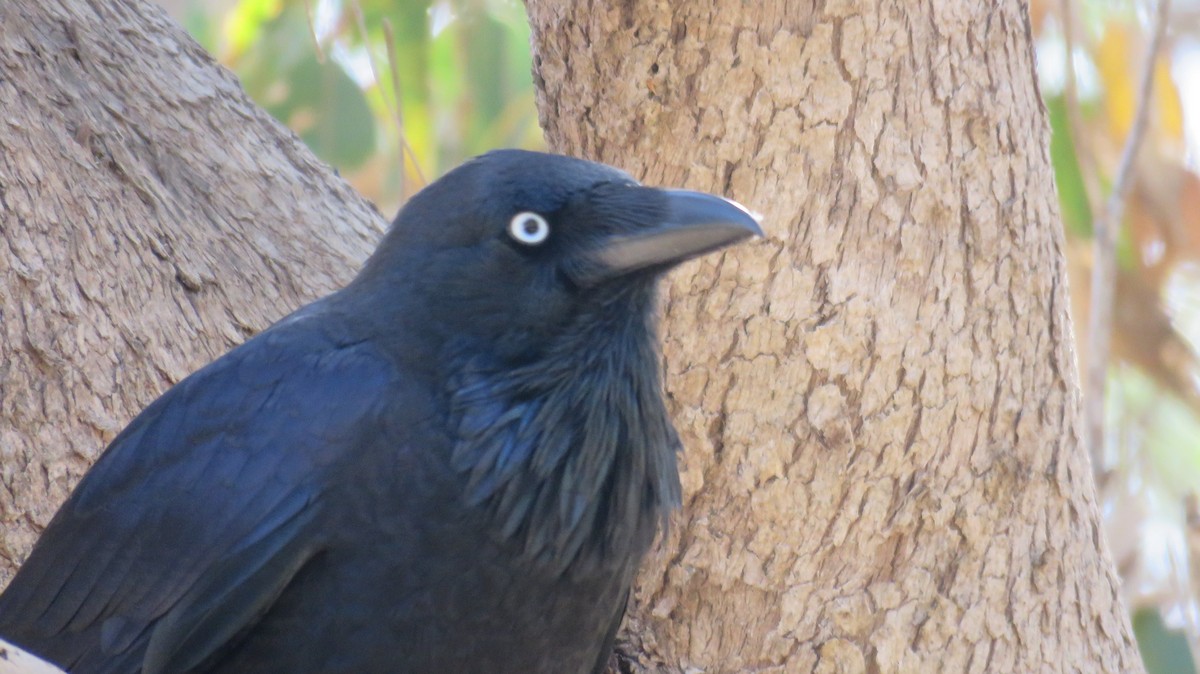 Australian Raven - ML546934161