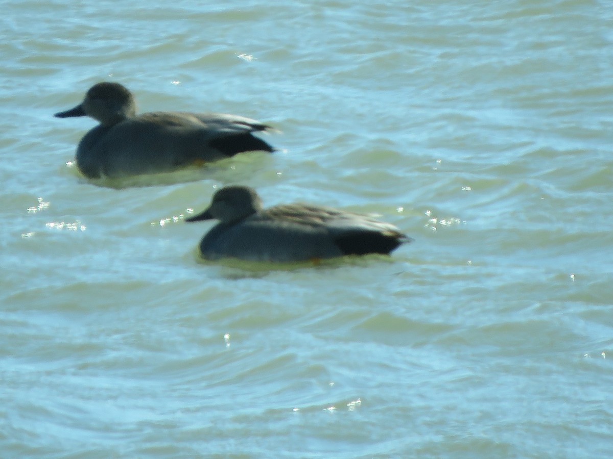 Gadwall - ML546935001