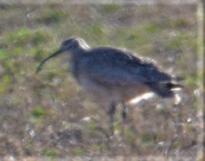 Long-billed Curlew - ML546935191