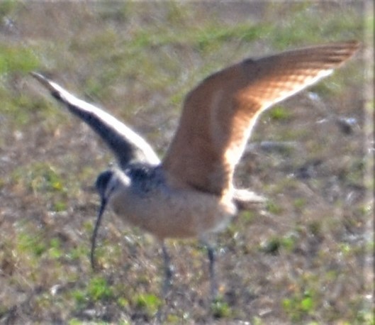 Long-billed Curlew - ML546935321