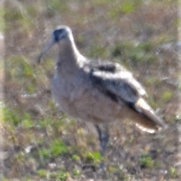 Long-billed Curlew - ML546935481