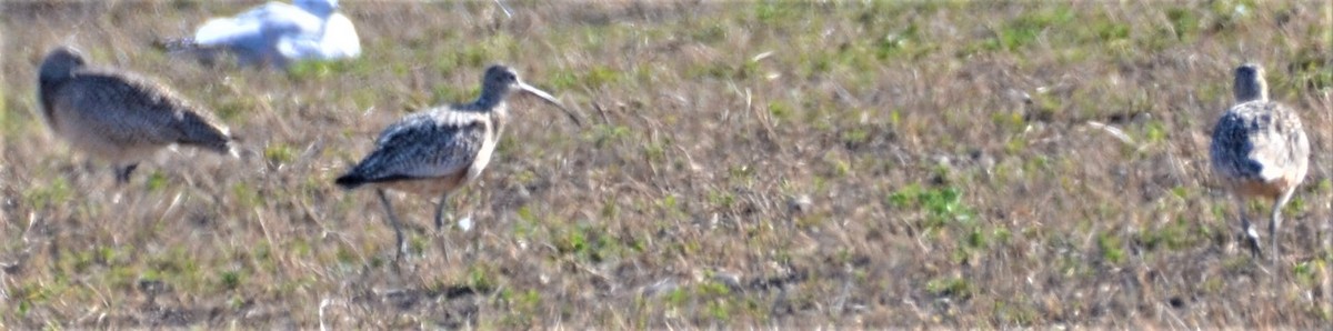 Long-billed Curlew - Charles Taft