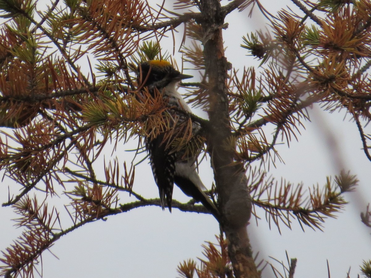 American Three-toed Woodpecker - ML546936241