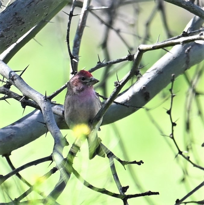 Cassin's Finch - Ronnie Reed