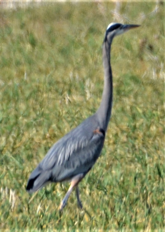 Great Blue Heron - ML546936721