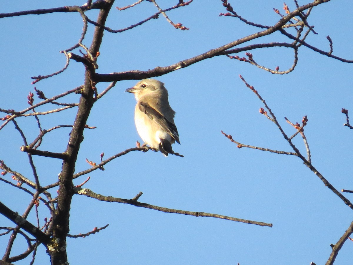 Northern Shrike - ML546936941