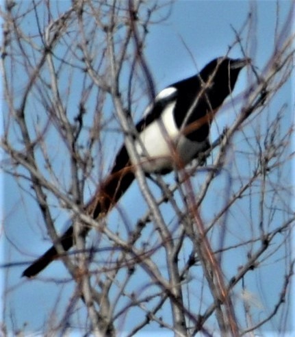 Black-billed Magpie - ML546937111