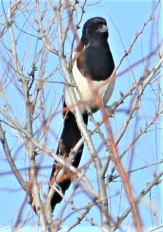 Black-billed Magpie - ML546937361