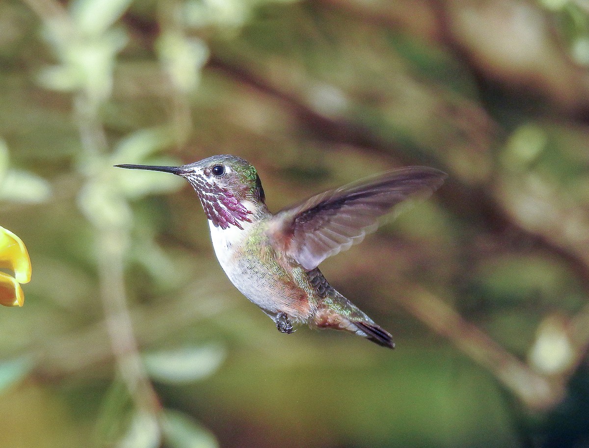 Calliope Hummingbird - Tammy Lyons