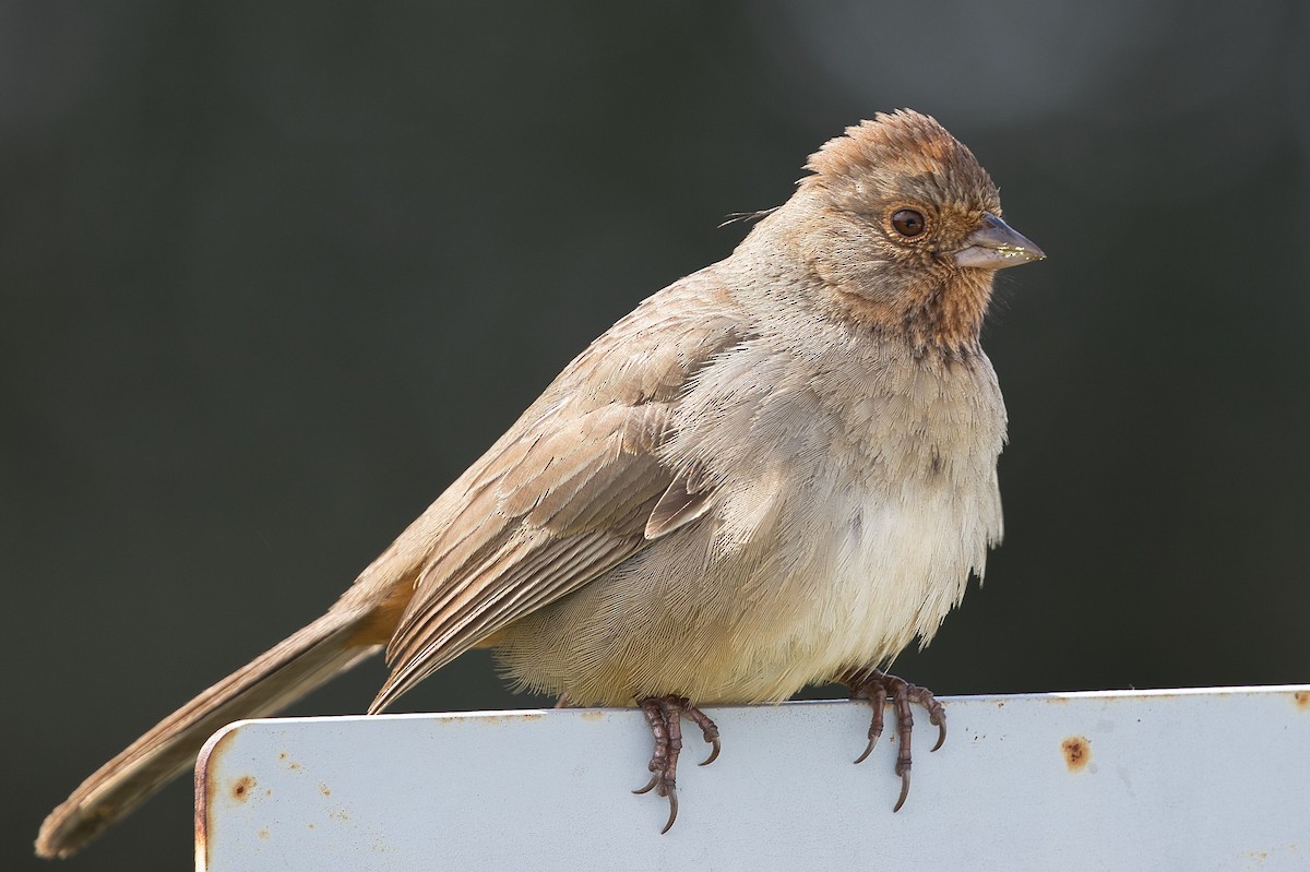 California Towhee - ML546938801