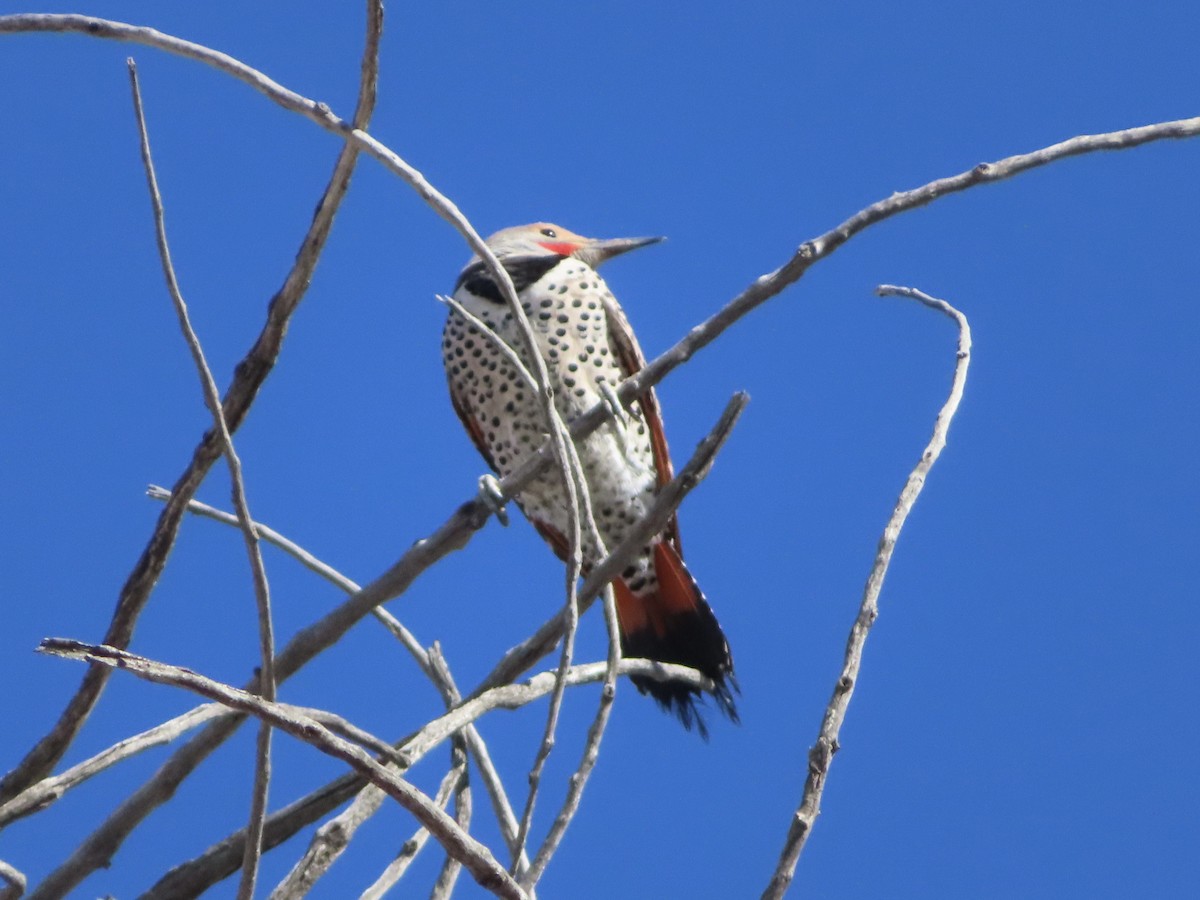 Northern Flicker (Red-shafted) - ML546938881