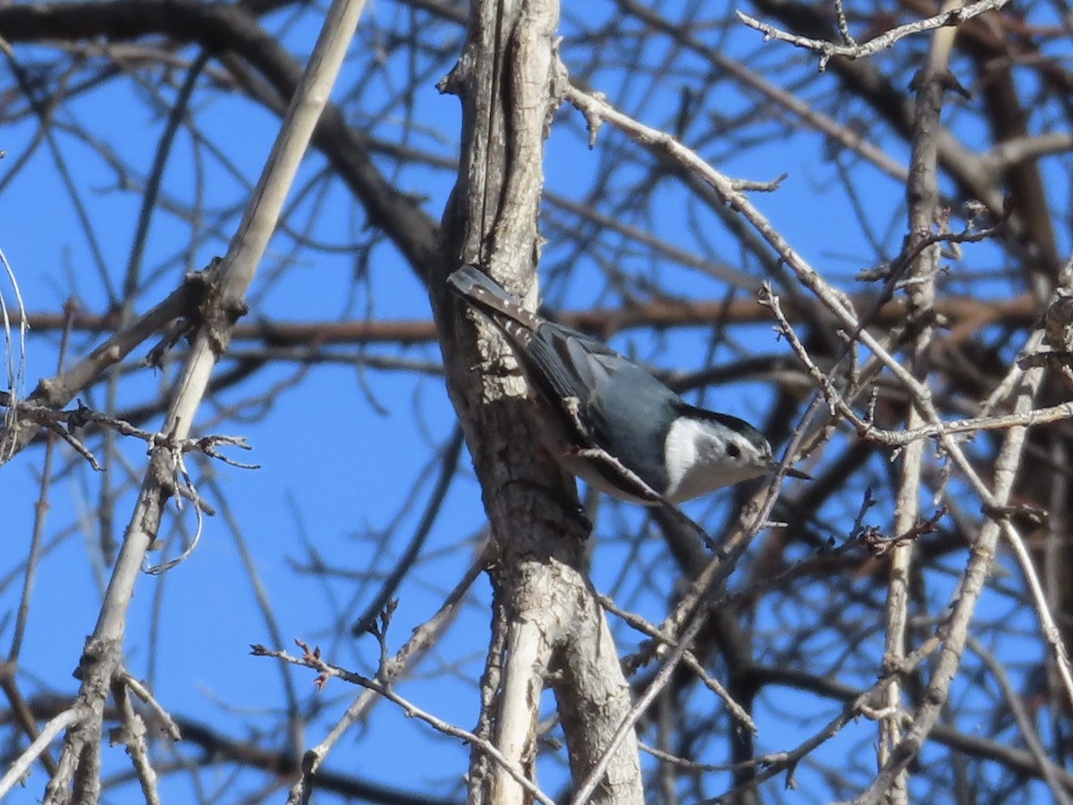 White-breasted Nuthatch - ML546939031