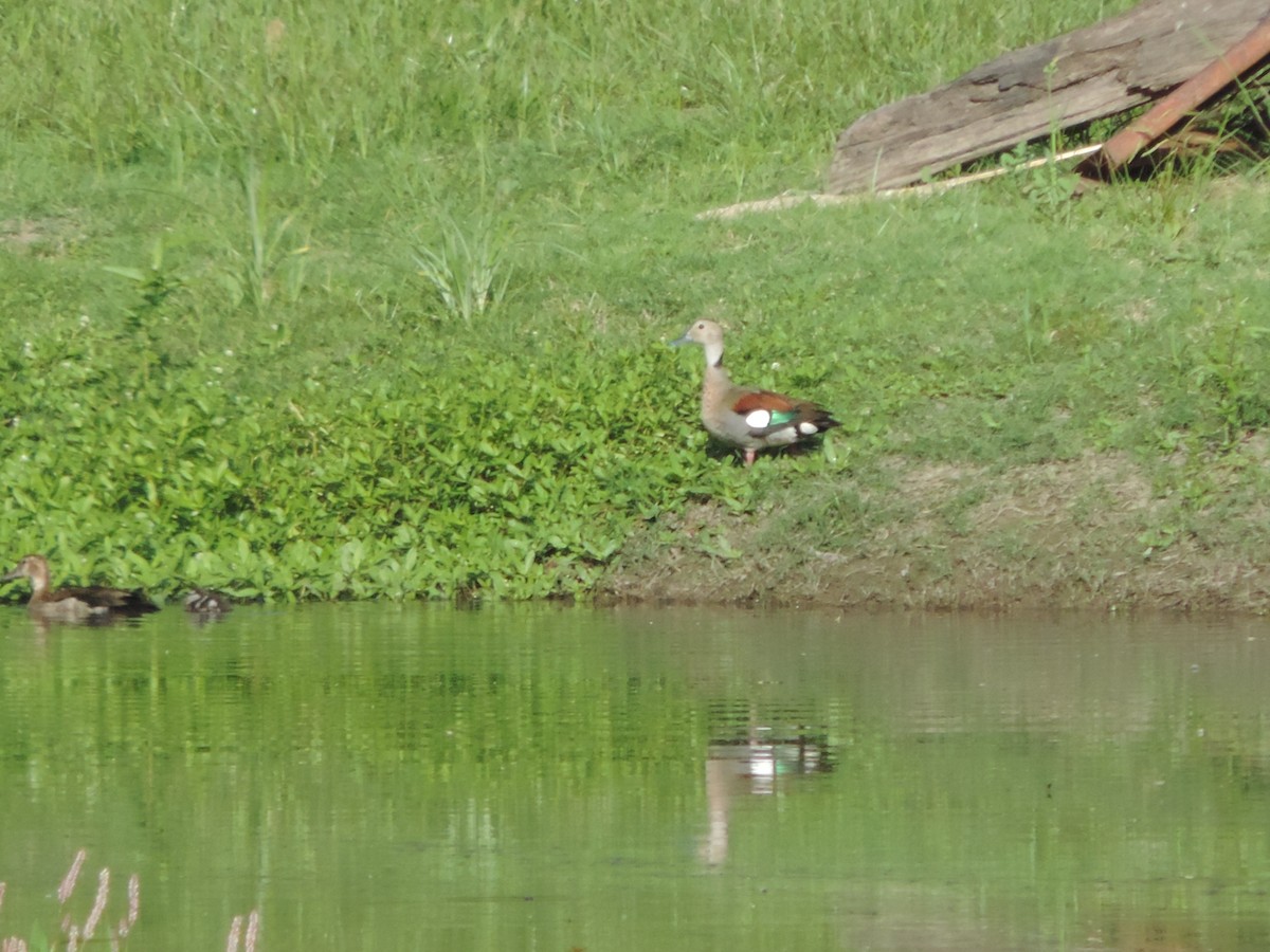 Ringed Teal - ML546940271