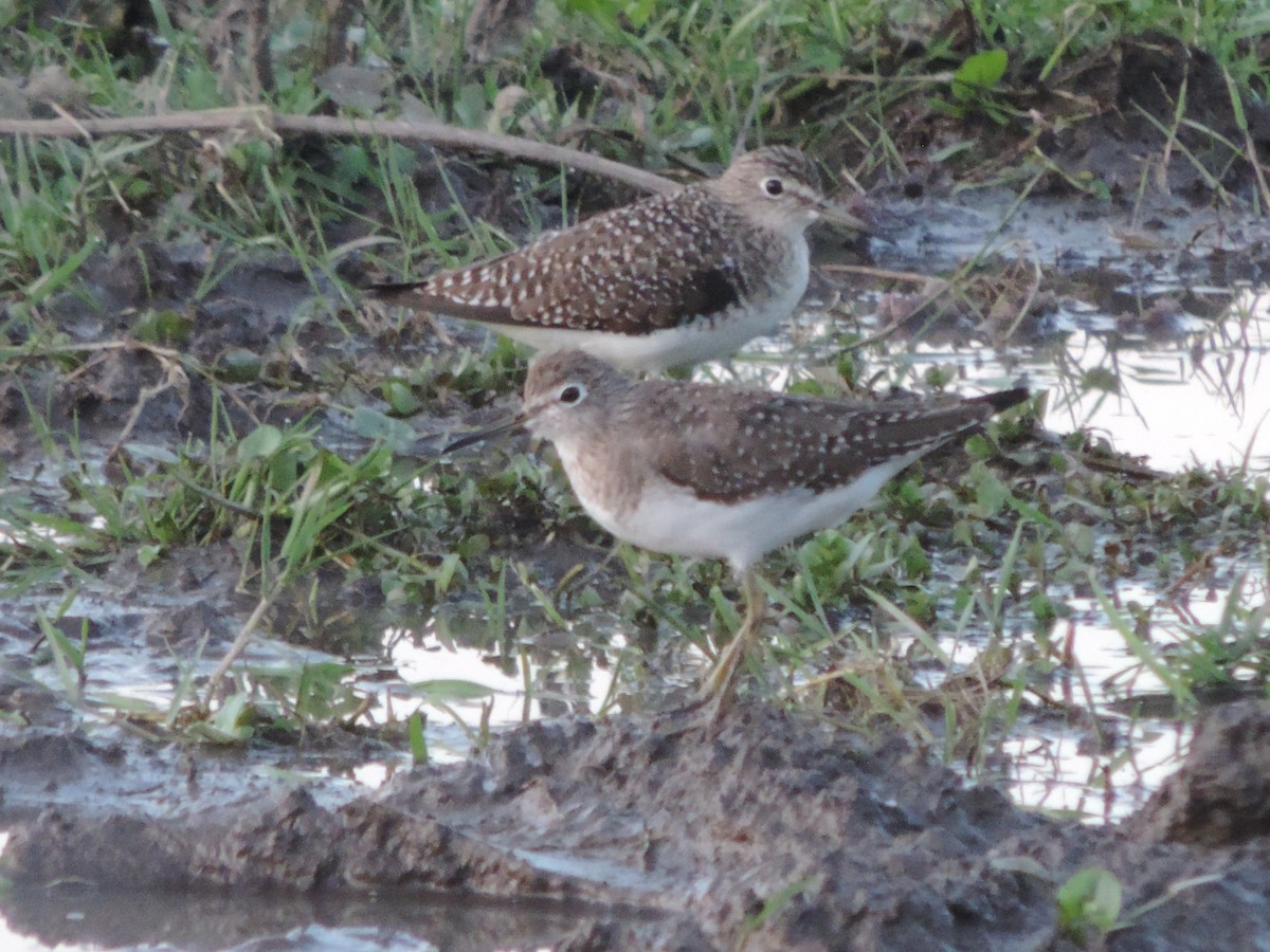 Solitary Sandpiper - ML546940941