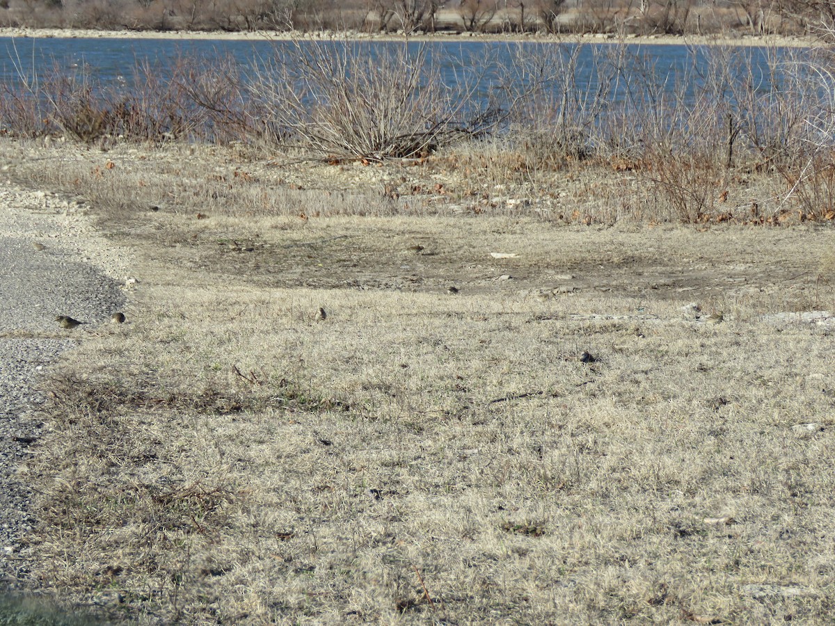 American Pipit - ML546941751