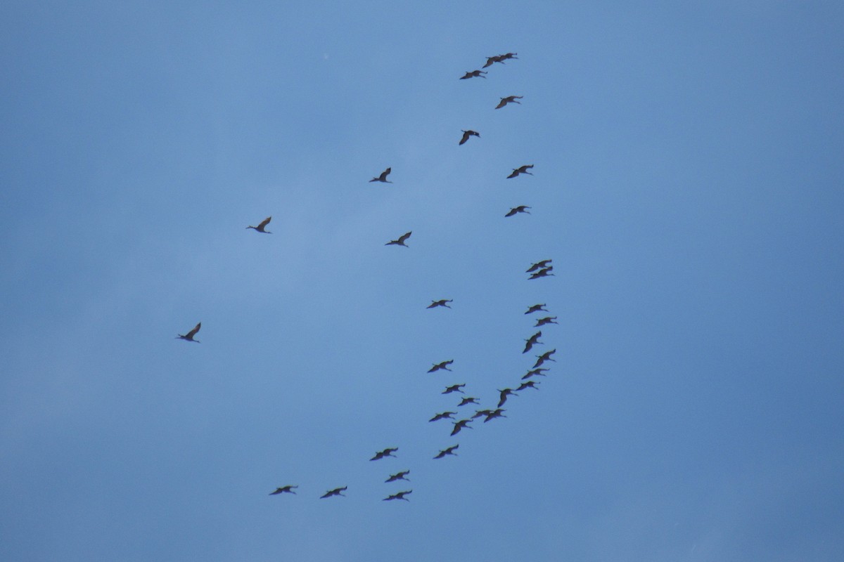 Sandhill Crane - ML54694211