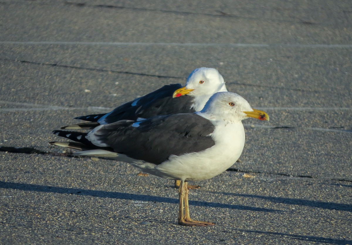 Lesser Black-backed Gull - Omar Alui