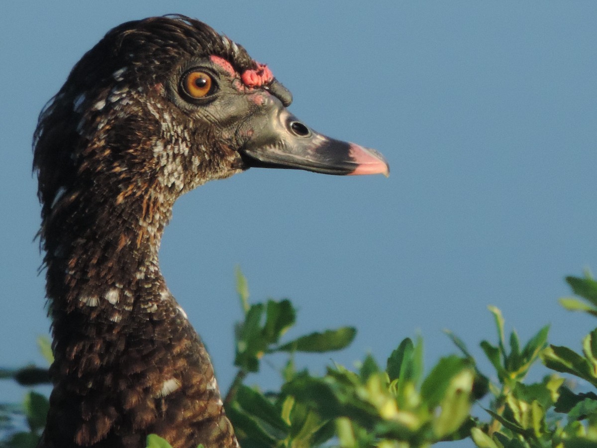 Muscovy Duck - Nazareno Yunes Del Carlo