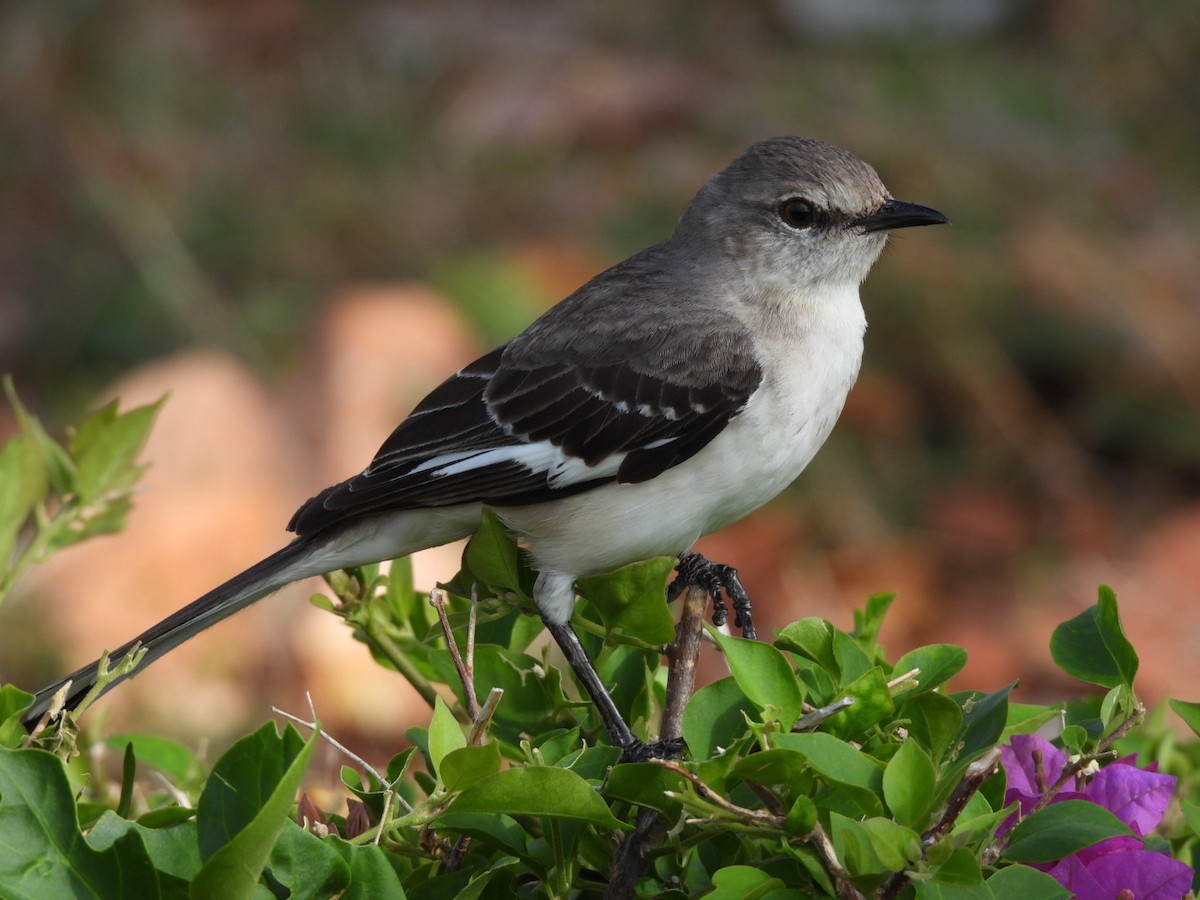 Northern Mockingbird - ML546942361