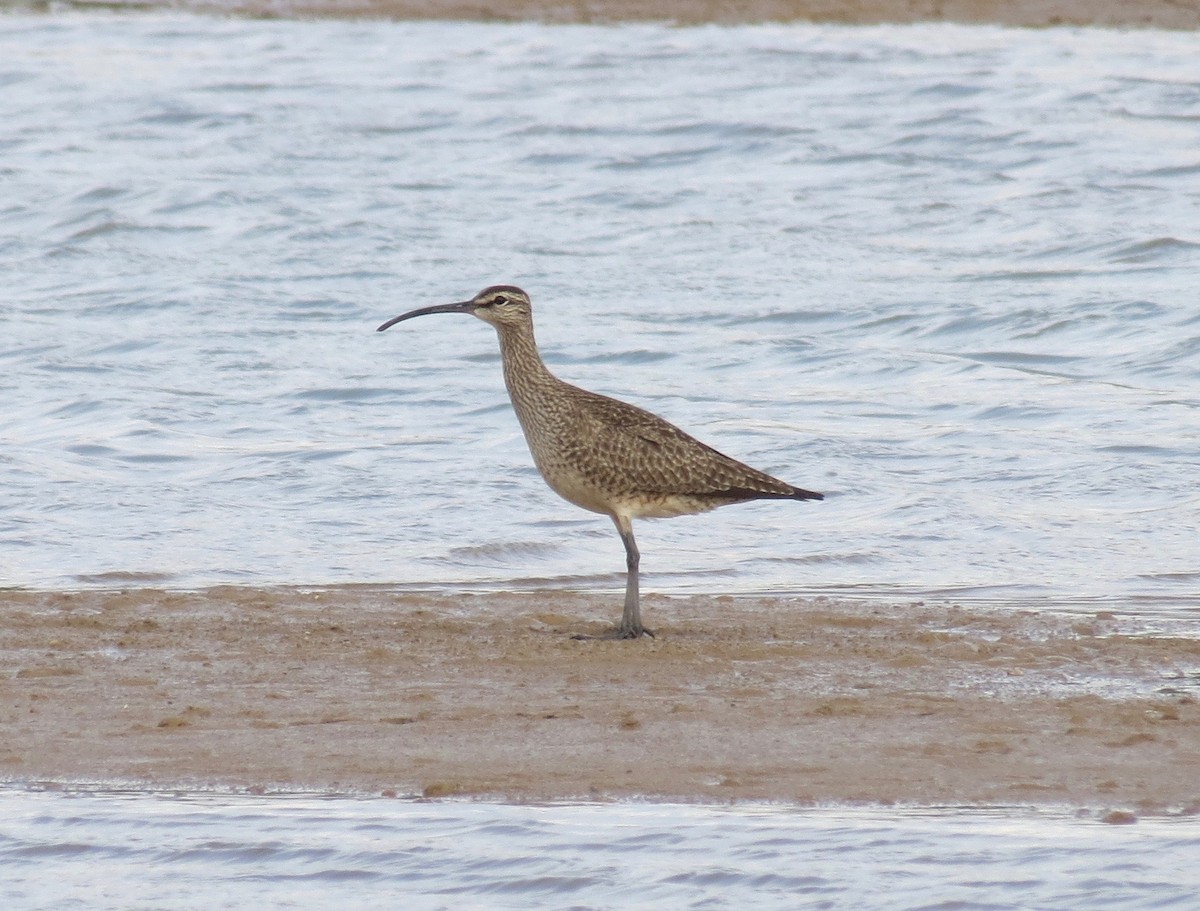 Whimbrel - ML54694281