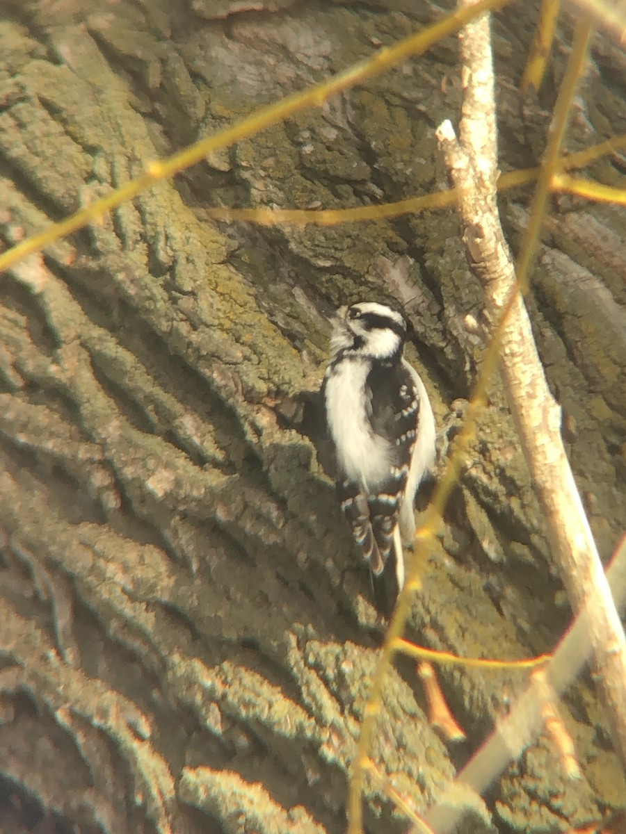 Downy Woodpecker - ML546943221