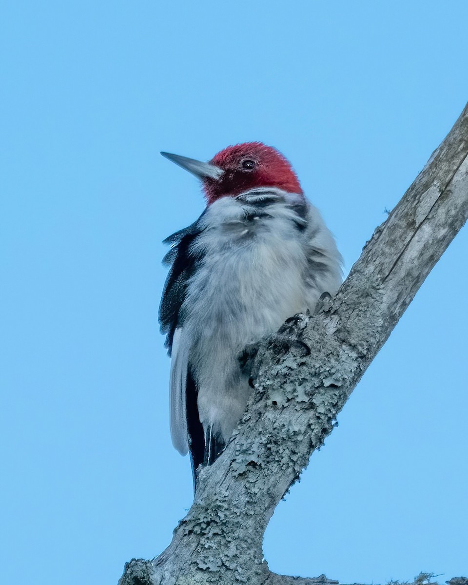 Red-headed Woodpecker - Charles Byrne