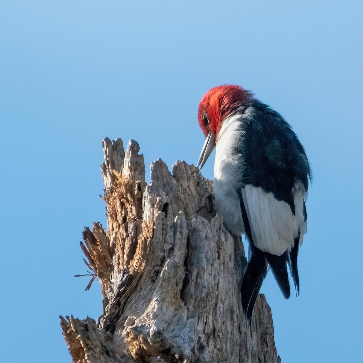 Red-headed Woodpecker - Charles Byrne