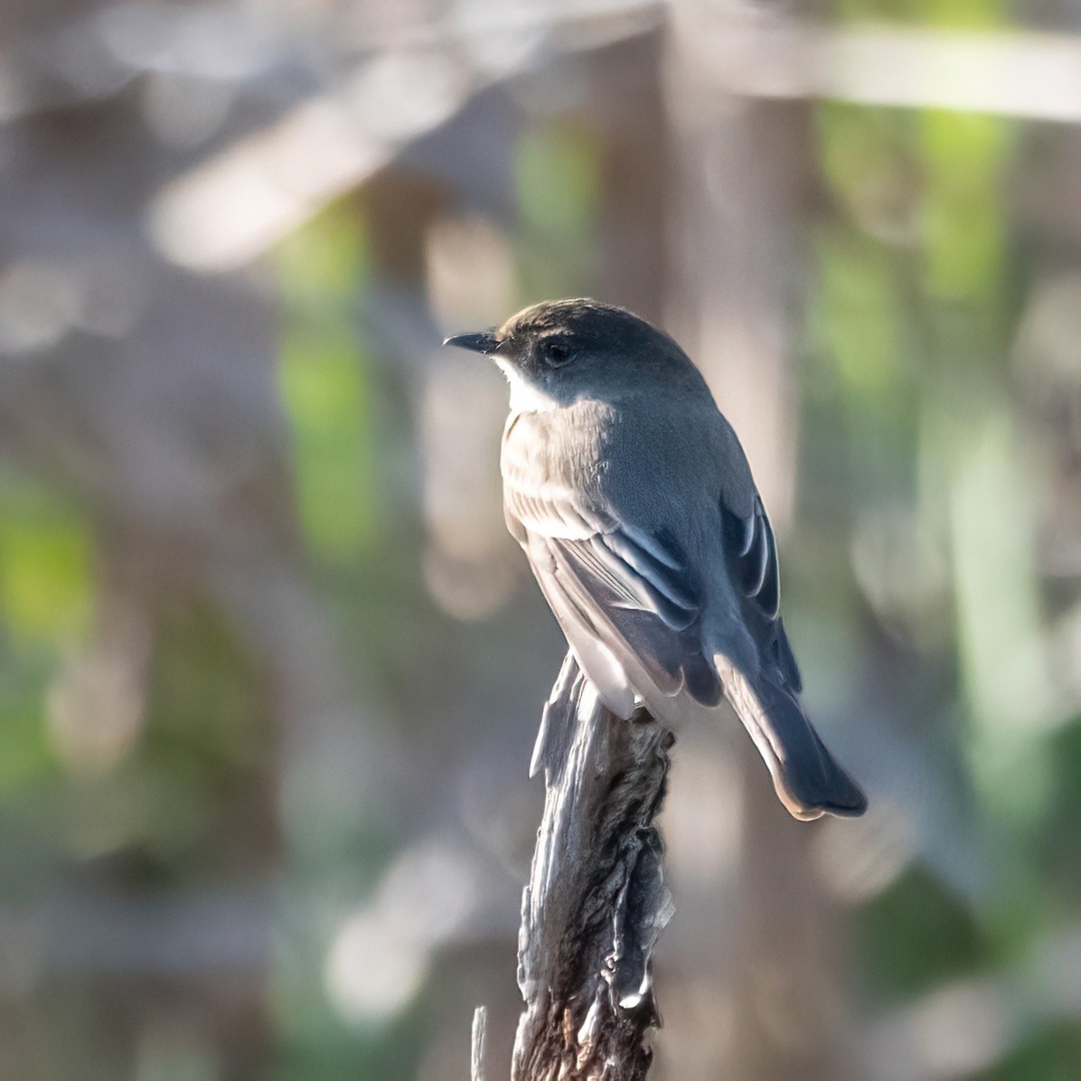 Eastern Phoebe - ML546943351