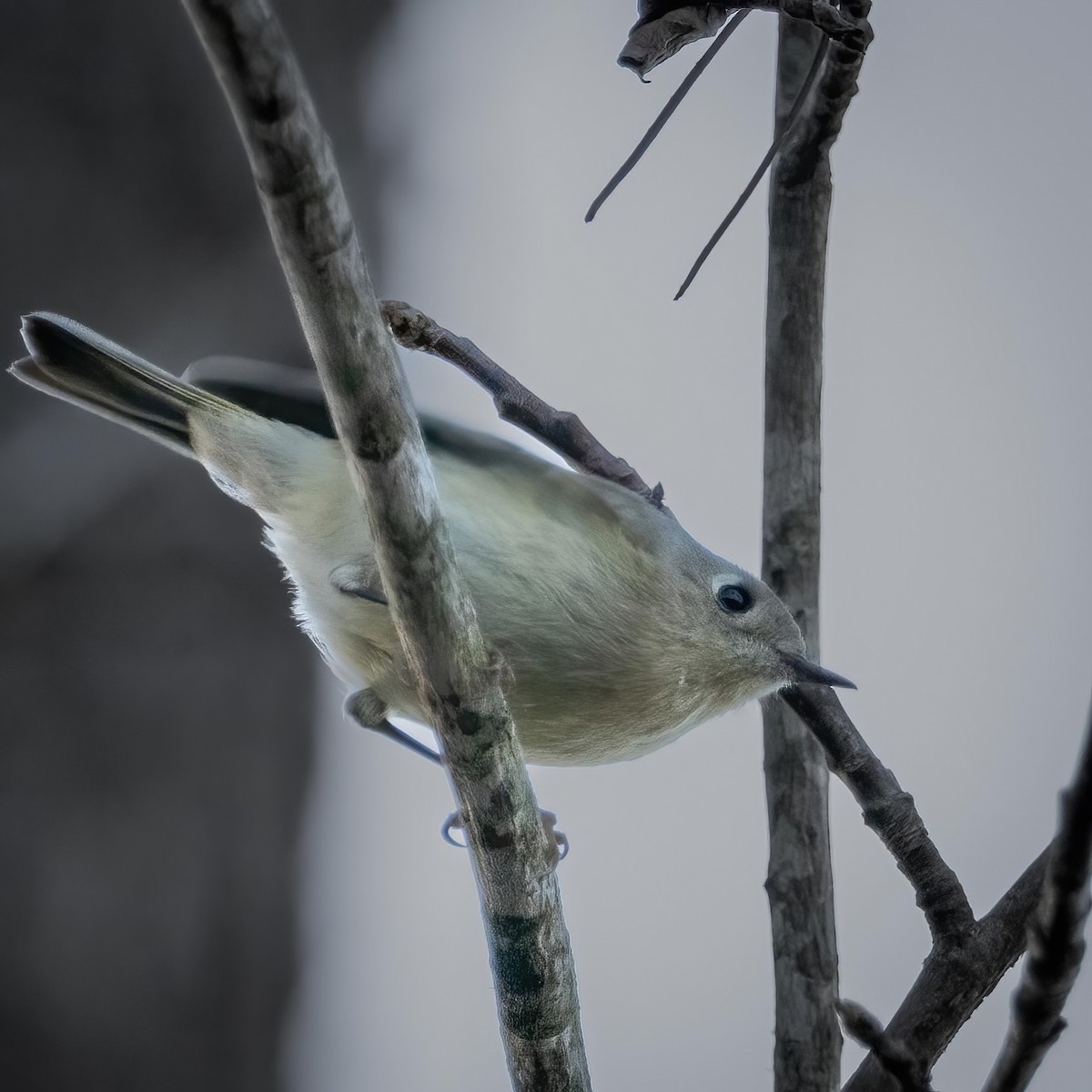Ruby-crowned Kinglet - ML546943401