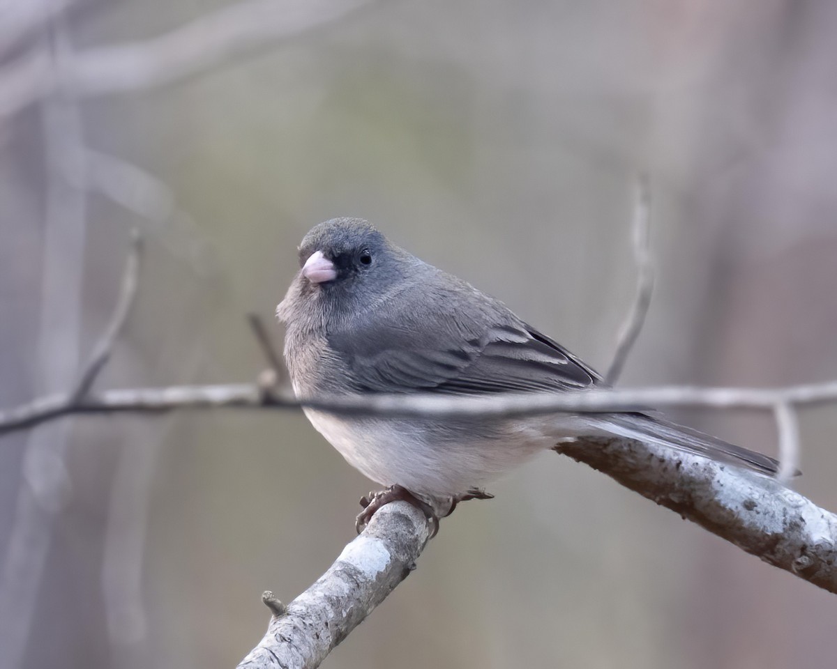 Junco ardoisé - ML546943511