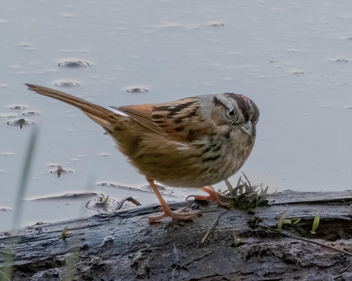 Swamp Sparrow - ML546943601