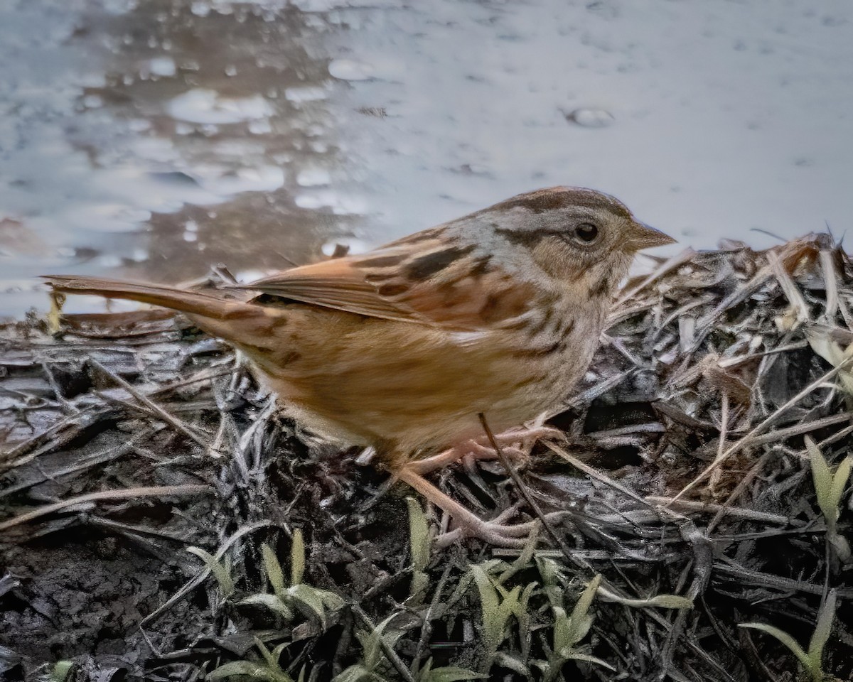 Swamp Sparrow - ML546943611