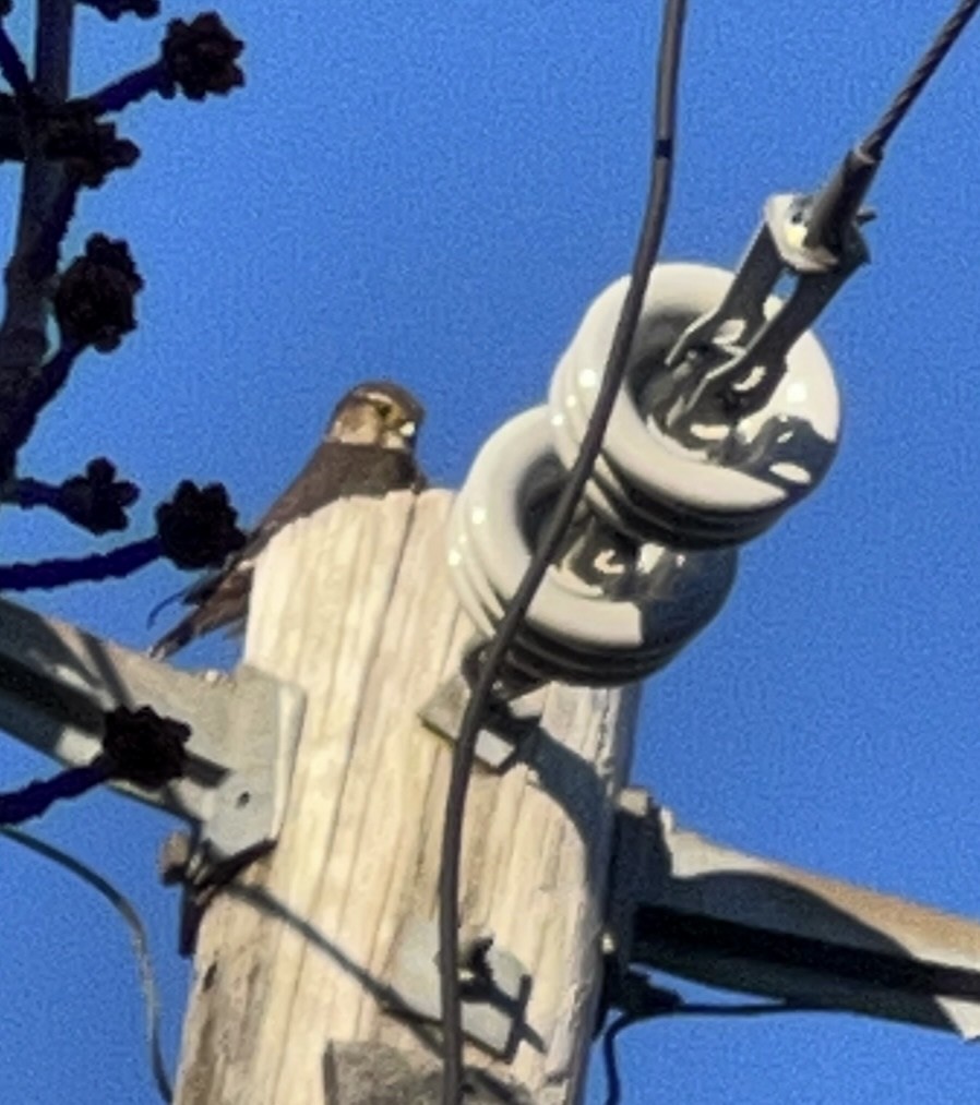 Merlin - ML546945061