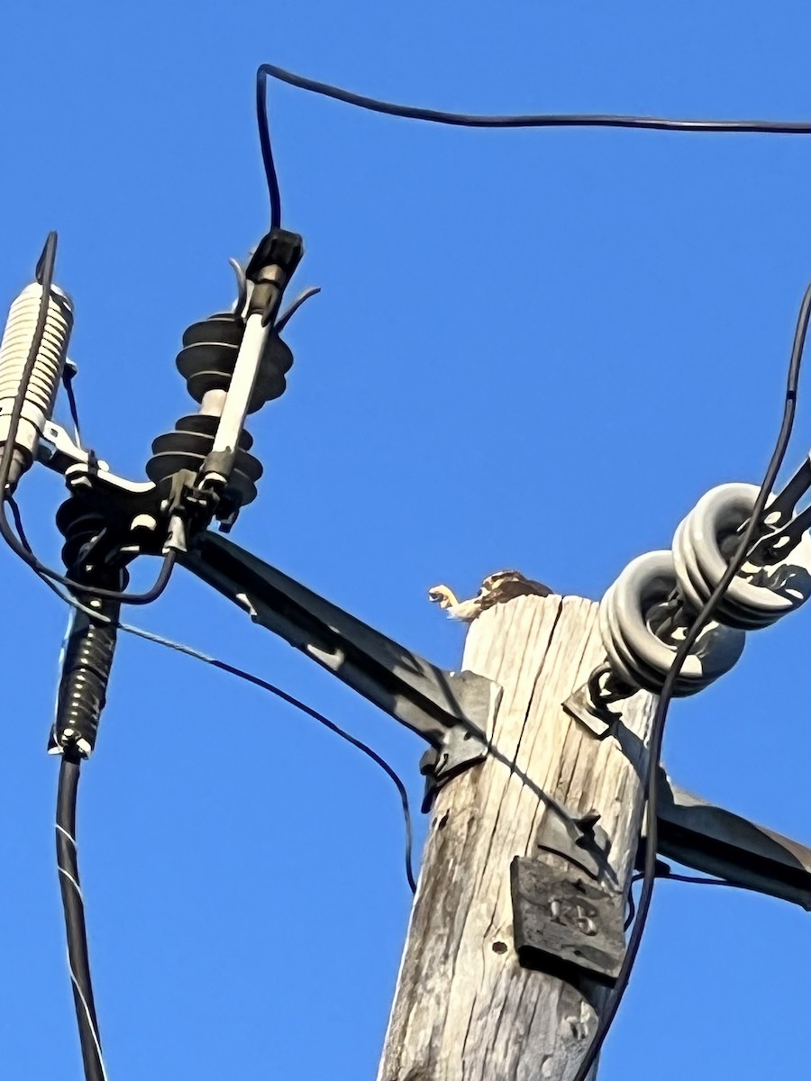 Merlin - ML546945071