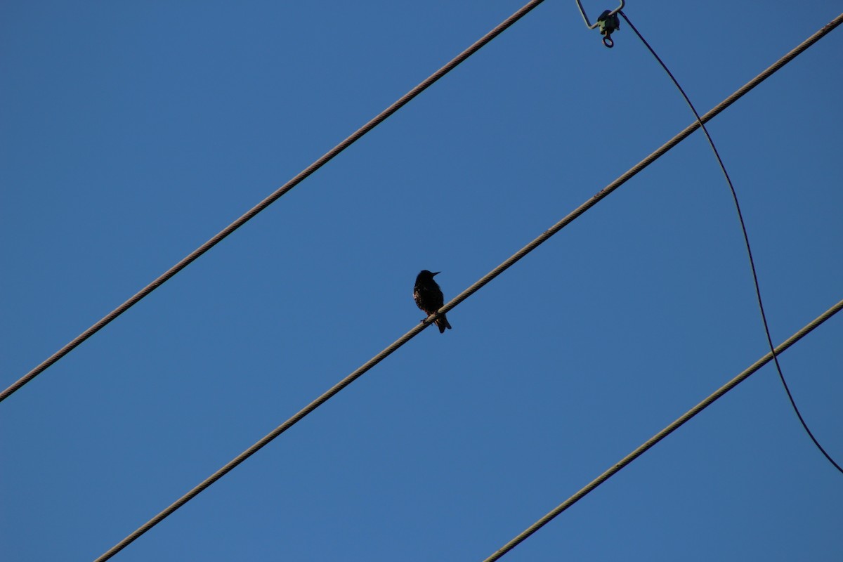 European Starling - ML546945601